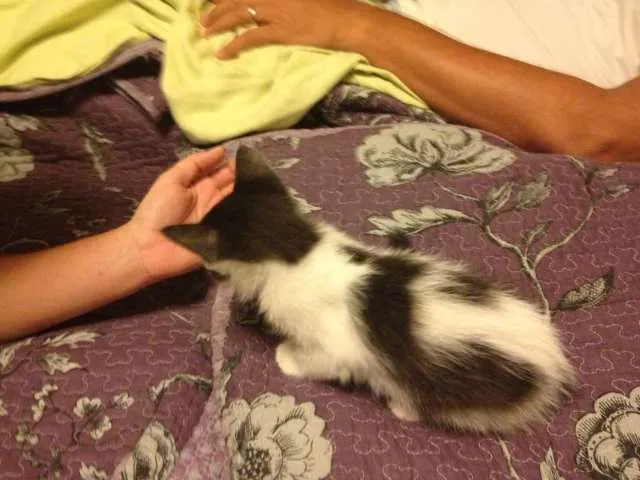 Gato ra a SRD idade 2 a 6 meses nome Panda
