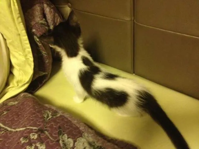 Gato ra a SRD idade 2 a 6 meses nome Panda