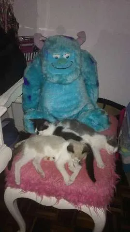 Gato ra a SRD idade 2 a 6 meses nome Panda