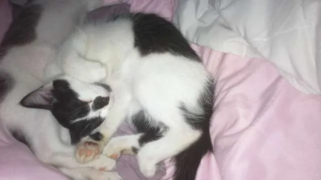 Gato ra a SRD idade 2 a 6 meses nome Panda