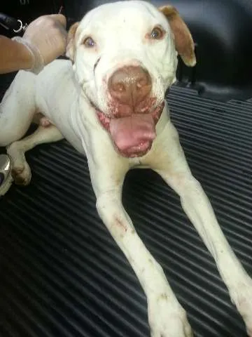 Cachorro ra a Pit-Bull idade 3 anos nome Meninão