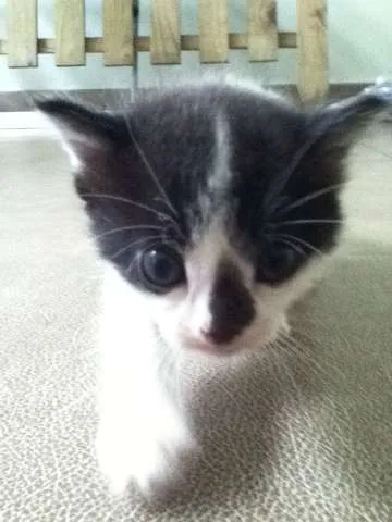 Gato ra a SRD idade 2 a 6 meses nome Panda