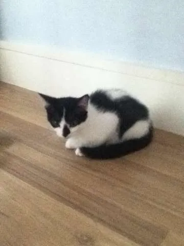 Gato ra a SRD idade 2 a 6 meses nome Panda