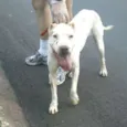 Meninão