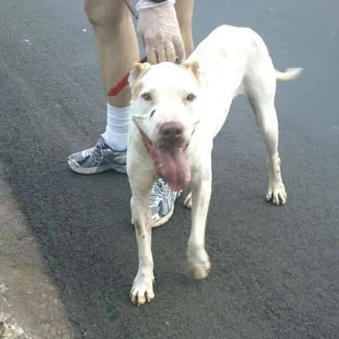 Cachorro ra a Pit-Bull idade 3 anos nome Meninão