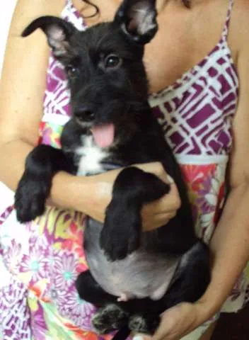 Cachorro ra a SRD idade 2 a 6 meses nome Espoleta