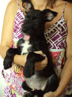Cachorro raça SRD idade 2 a 6 meses nome Espoleta