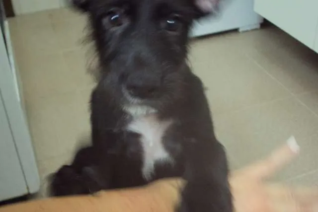 Cachorro ra a SRD idade 2 a 6 meses nome Espoleta