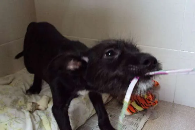 Cachorro ra a SRD idade 2 a 6 meses nome Espoleta