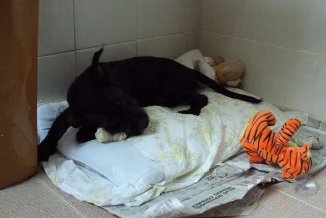 Cachorro ra a SRD idade 2 a 6 meses nome Espoleta