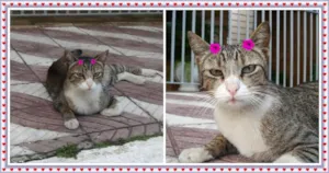 Gato raça SRD idade 3 anos nome Duquesa
