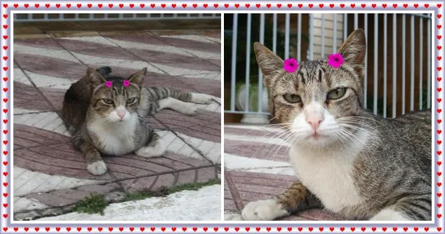 Gato ra a SRD idade 3 anos nome Duquesa