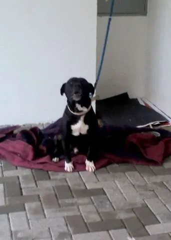 Cachorro ra a  idade  nome "Negão"