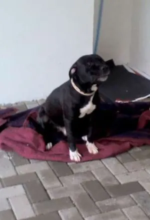 Cachorro raça  idade  nome "Negão"