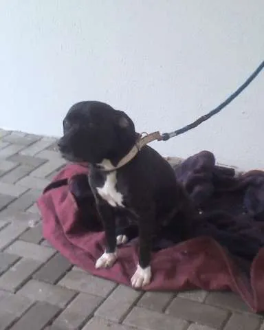 Cachorro ra a  idade  nome "Negão"