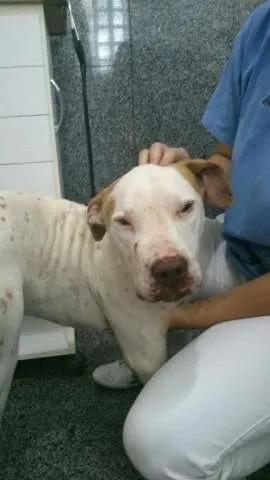 Cachorro ra a Pit-Bull idade 3 anos nome Meninão