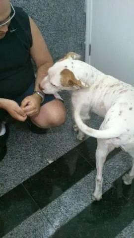 Cachorro ra a Pit-Bull idade 3 anos nome Meninão