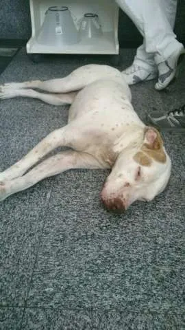 Cachorro ra a Pit-Bull idade 3 anos nome Meninão