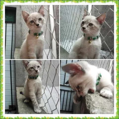 Gato ra a SRD idade 2 a 6 meses nome Jack
