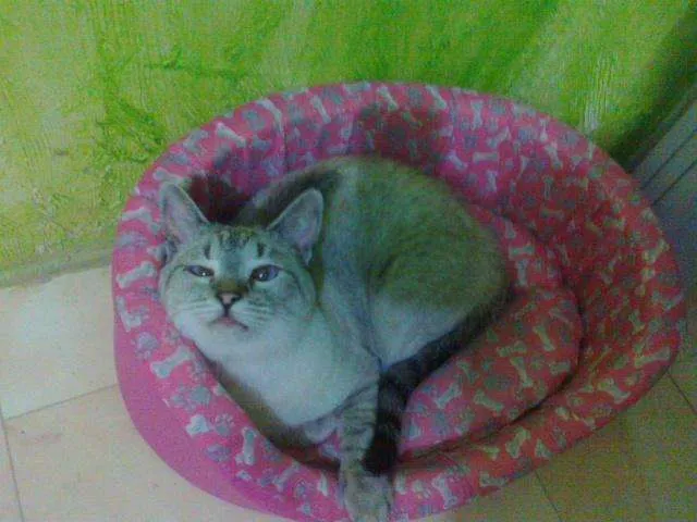 Gato ra a Siamesa idade 1 ano nome Venus