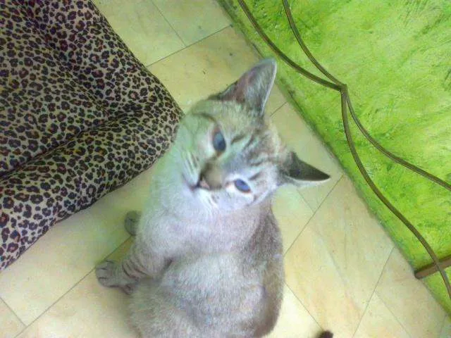 Gato ra a Siamesa idade 1 ano nome Venus
