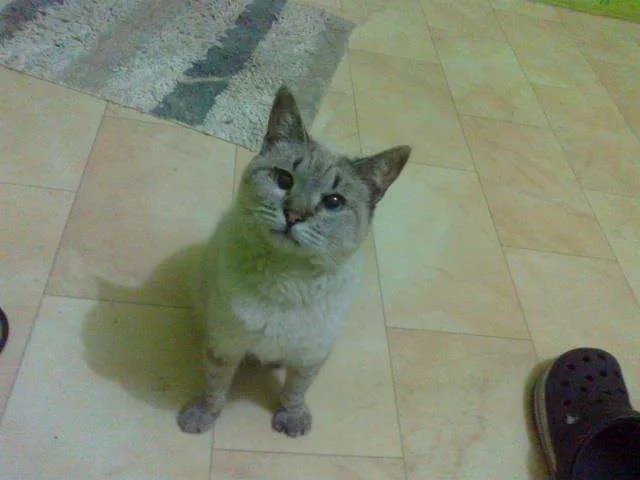 Gato ra a Siamesa idade 1 ano nome Venus