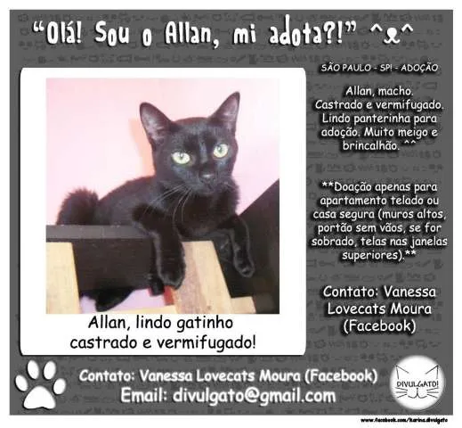 Gato ra a SRD idade 7 a 11 meses nome **Allan**