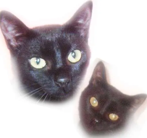 Gato ra a SRD idade 7 a 11 meses nome **Allan**