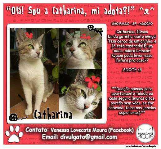 Gato ra a SRD idade 1 ano nome **Catharina**