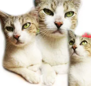 Gato raça SRD idade 1 ano nome **Catharina**