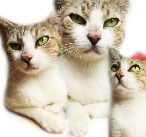 Gato ra a SRD idade 1 ano nome **Catharina**