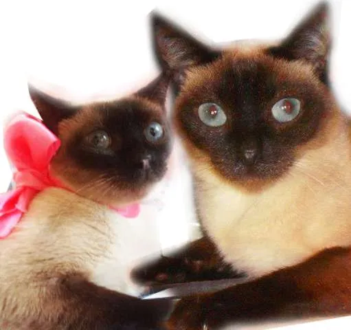 Gato ra a SRD idade 7 a 11 meses nome Milla