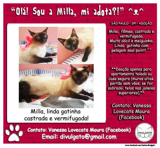 Gato ra a SRD idade 7 a 11 meses nome Milla