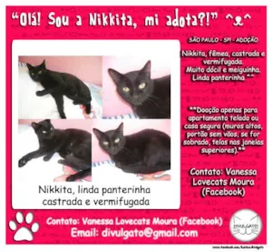 Gato raça SRD idade 1 ano nome **Nikkita**