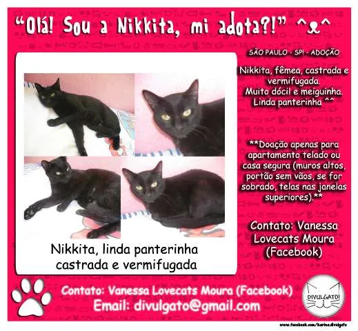 Gato ra a SRD idade 1 ano nome **Nikkita**