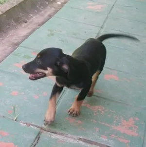 Cachorro raça SRD idade 2 a 6 meses nome Grilo