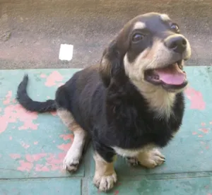 Cachorro raça srd idade 2 a 6 meses nome Tixa