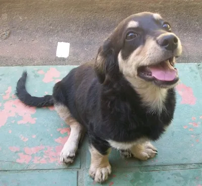Cachorro ra a srd idade 2 a 6 meses nome Tixa