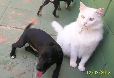 Cachorro ra a srd idade 2 a 6 meses nome Minhoca
