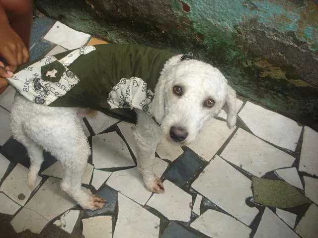 Cachorro ra a Poodle idade 1 ano nome thor