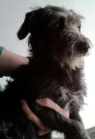 Cachorro ra a SRD idade 1 ano nome Misturinha