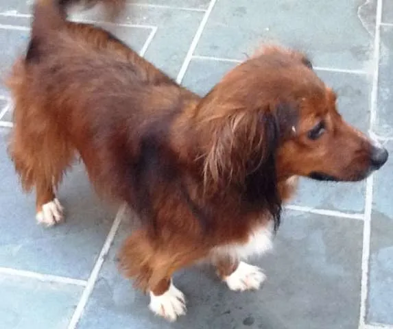 Cachorro ra a SRD idade 2 anos nome Estrela