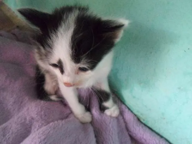 Gato ra a Vira lata idade Abaixo de 2 meses nome Sem Nome