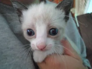 Gato raça Vira lata idade Abaixo de 2 meses nome Sem Nome
