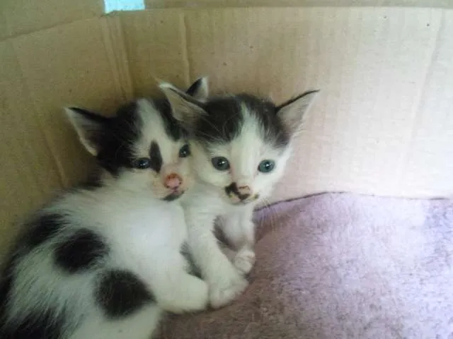 Gato ra a Vira lata idade Abaixo de 2 meses nome Sem Nome