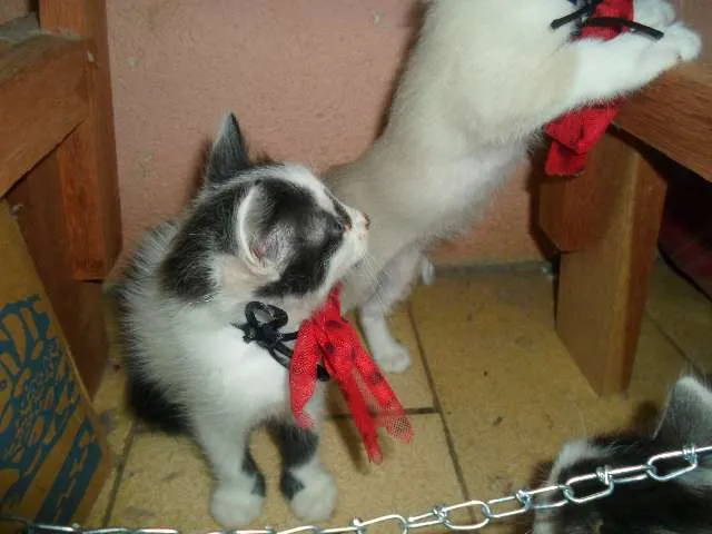 Gato ra a Vira lata idade Abaixo de 2 meses nome Sem Nome