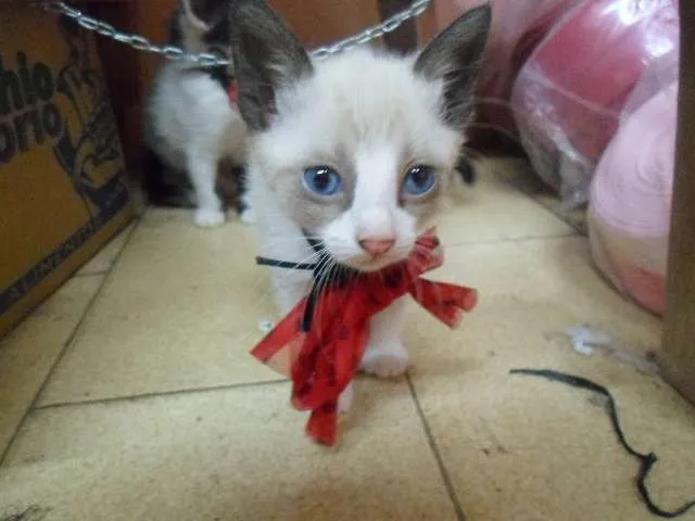 Gato ra a Vira lata idade Abaixo de 2 meses nome Sem Nome