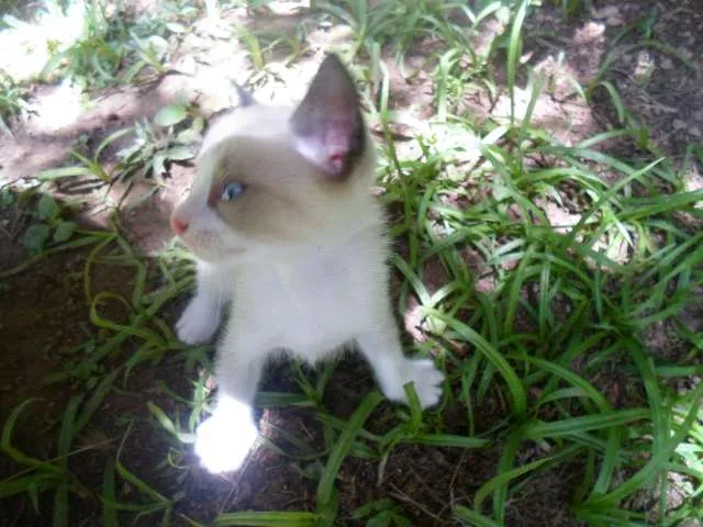 Gato ra a Vira lata idade Abaixo de 2 meses nome Sem Nome