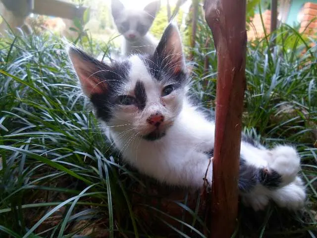 Gato ra a Vira lata idade Abaixo de 2 meses nome Sem Nome
