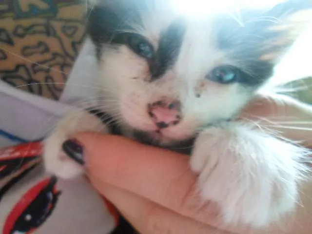 Gato ra a Vira lata idade Abaixo de 2 meses nome Sem Nome